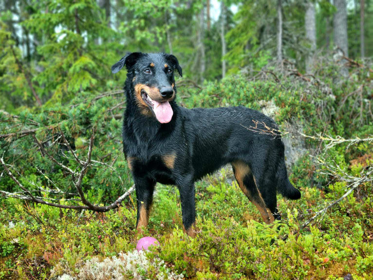 Agriper's Axa, a Beauceron tested with EmbarkVet.com