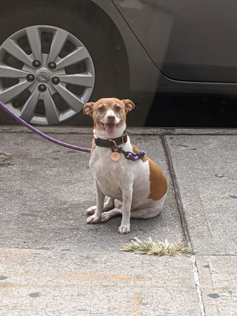 S'mores, a Rat Terrier and Chihuahua mix tested with EmbarkVet.com