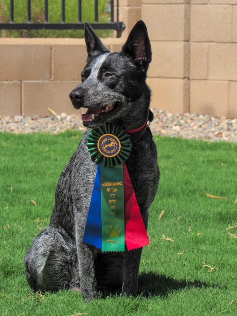 Bring the Heat, an Australian Cattle Dog tested with EmbarkVet.com