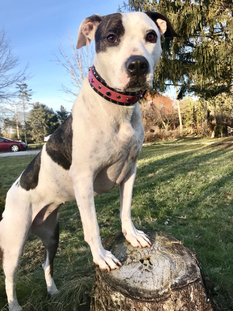 Lucie, an American Pit Bull Terrier and Boxer mix tested with EmbarkVet.com