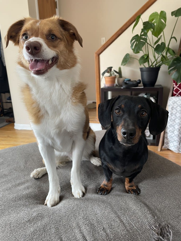 Luna, a Miniature/MAS-type Australian Shepherd and Pembroke Welsh Corgi mix tested with EmbarkVet.com