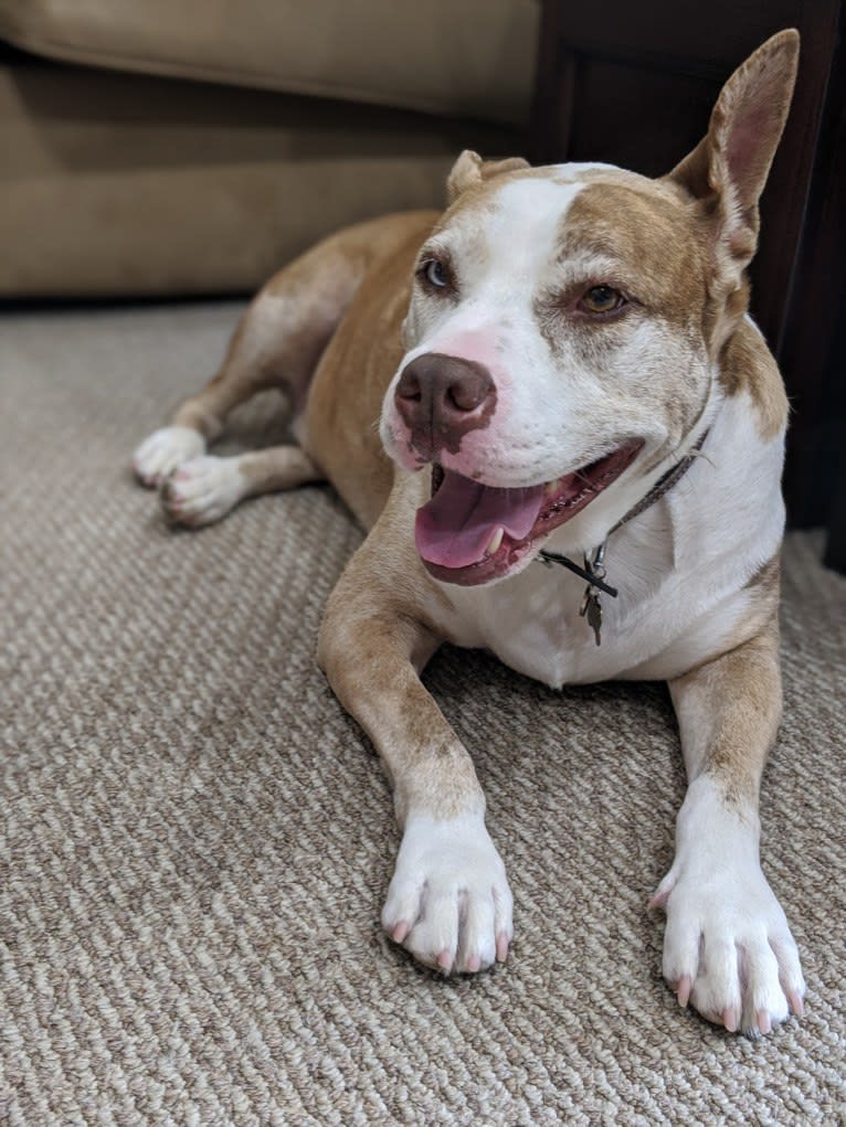 Louie, an American Pit Bull Terrier and American Staffordshire Terrier mix tested with EmbarkVet.com