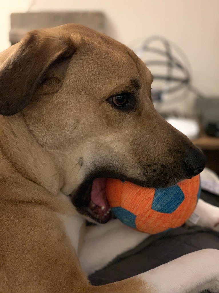 Remy, a Great Pyrenees and American Pit Bull Terrier mix tested with EmbarkVet.com