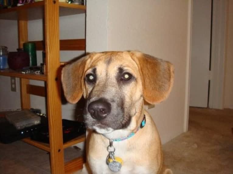 Prince, an American Pit Bull Terrier and Redbone Coonhound mix tested with EmbarkVet.com