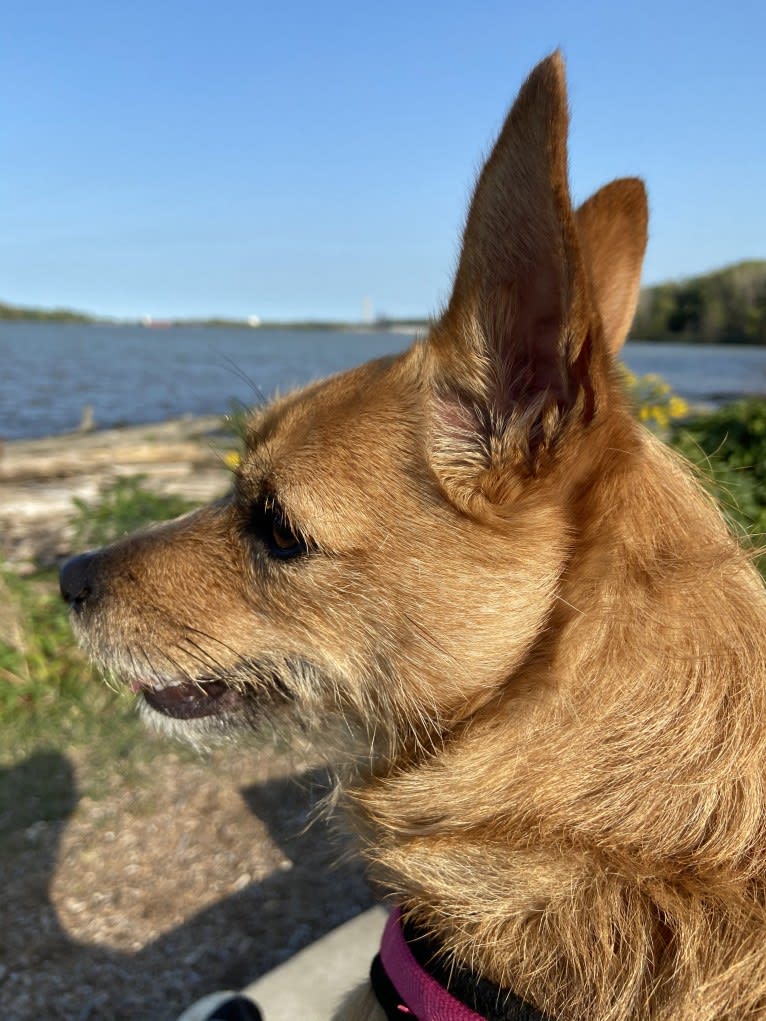 Kaya, a Chihuahua and Yorkshire Terrier mix tested with EmbarkVet.com