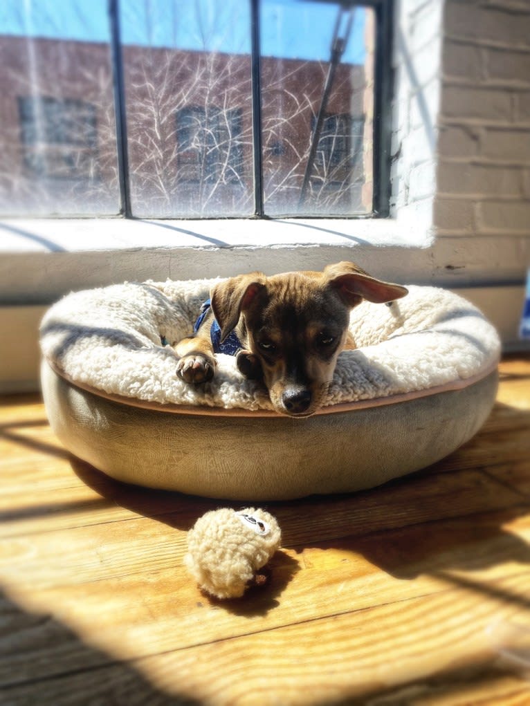 Milo, a Chihuahua and Rat Terrier mix tested with EmbarkVet.com
