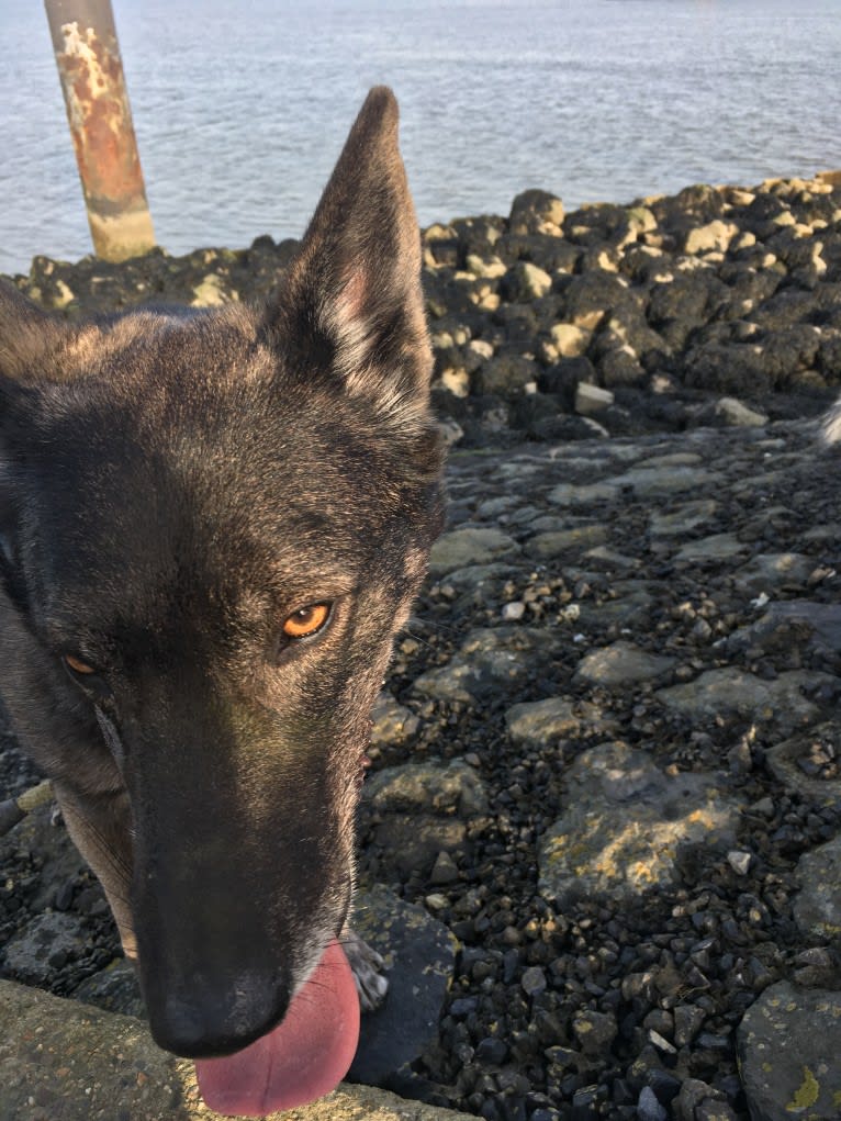 Timber, an Alaskan-type Husky and German Shepherd Dog mix tested with EmbarkVet.com