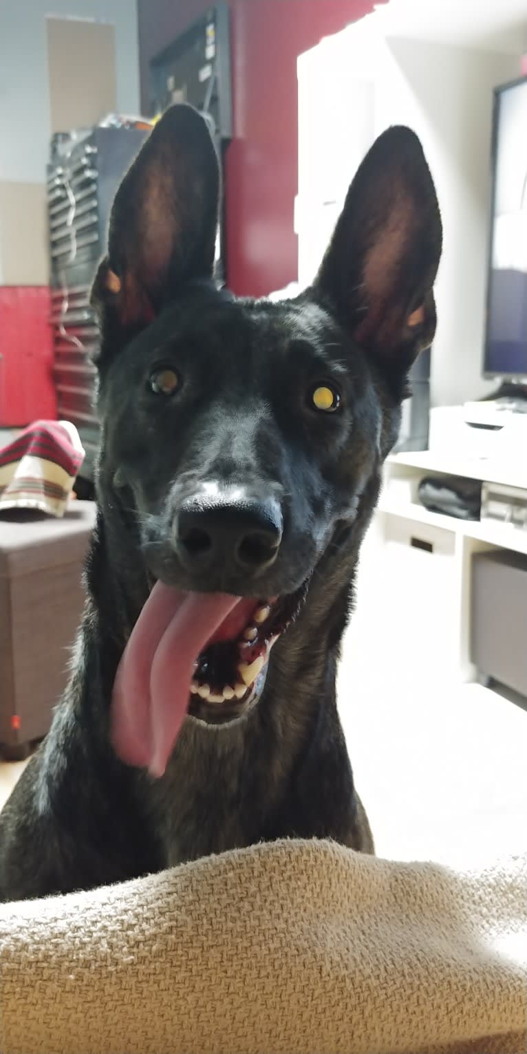 Mako, a Dutch Shepherd tested with EmbarkVet.com