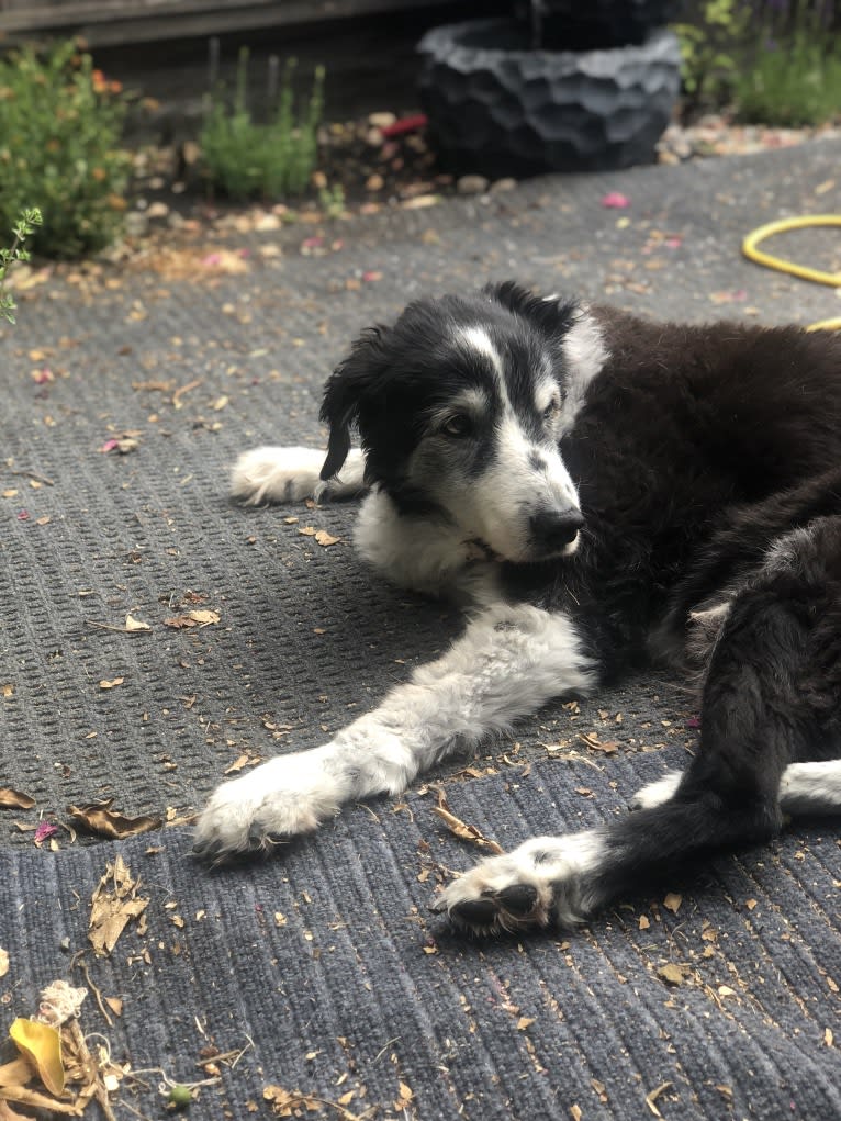 Dingo aka Mr D, a Border Collie and English Springer Spaniel mix tested with EmbarkVet.com