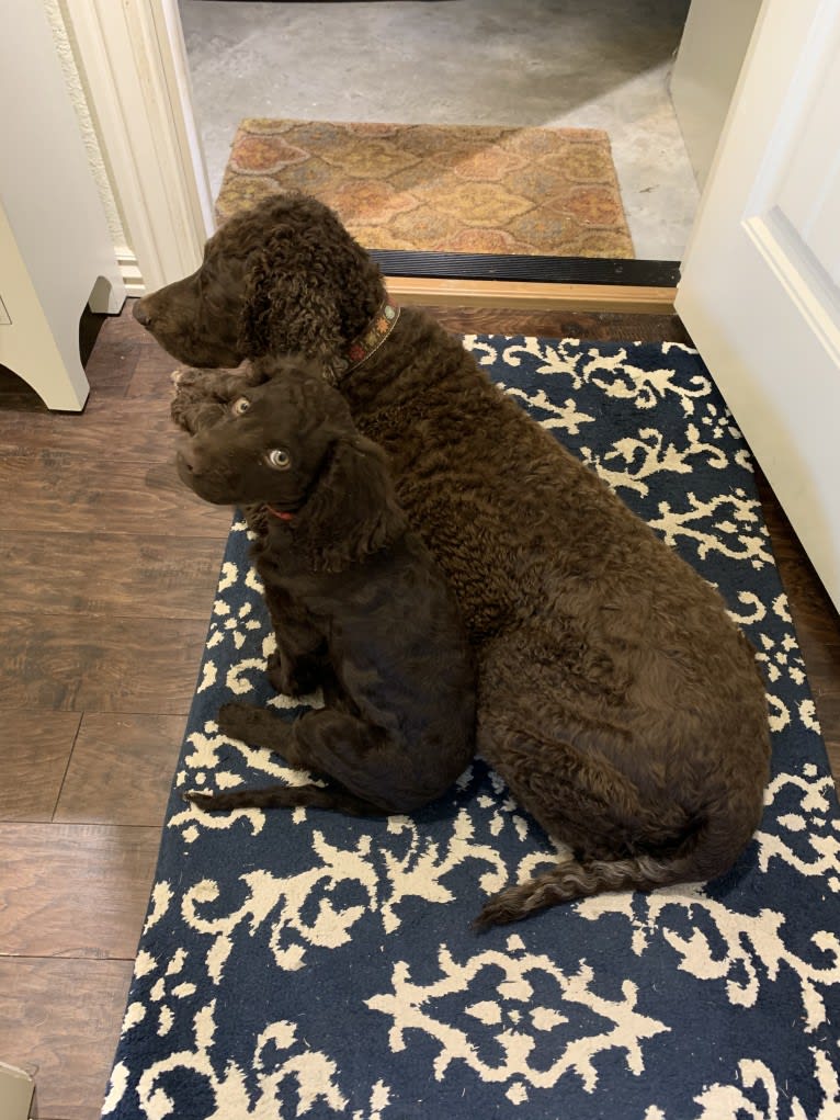 Pippit, an American Water Spaniel tested with EmbarkVet.com
