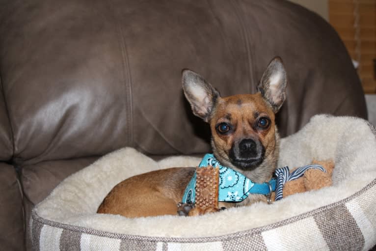 Moose, a Chihuahua and Miniature Pinscher mix tested with EmbarkVet.com