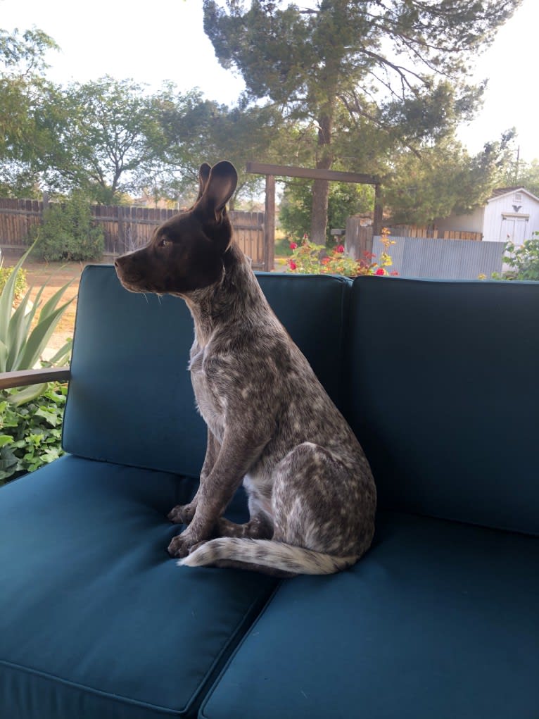 Ginger, an American Pit Bull Terrier and Australian Cattle Dog mix tested with EmbarkVet.com