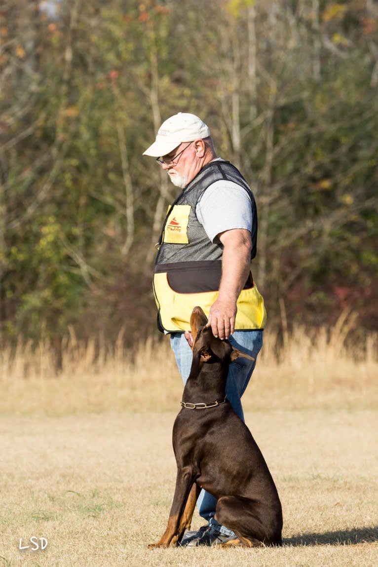 Enzo, a Doberman Pinscher tested with EmbarkVet.com