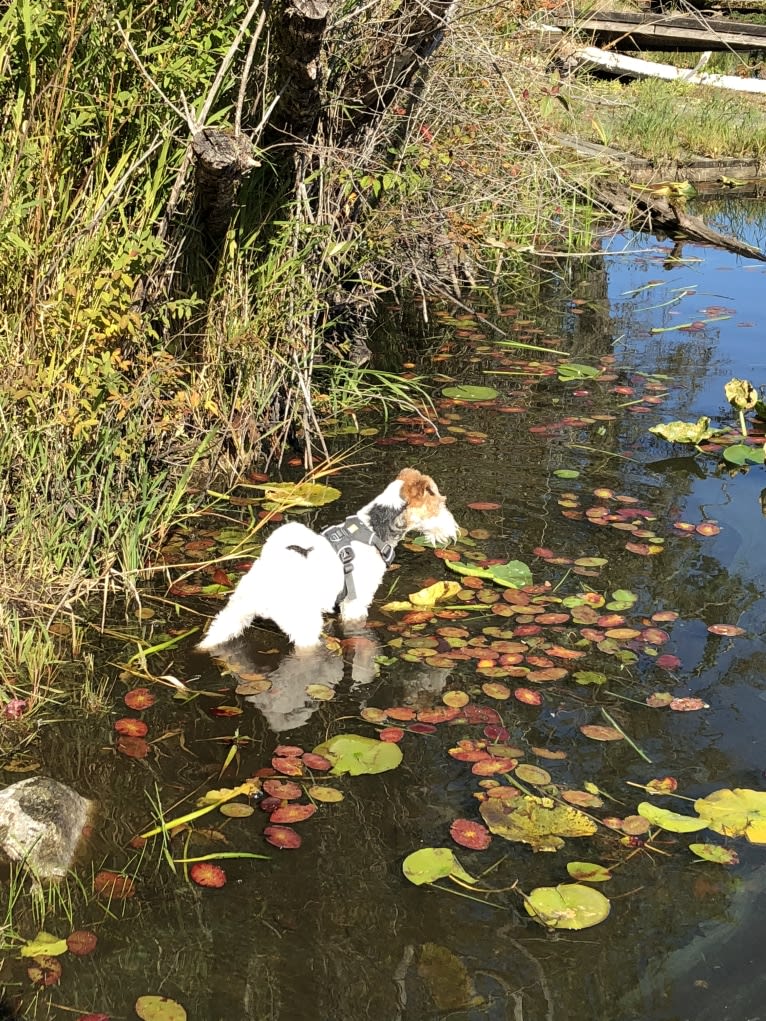 Gizmo, a Wire Fox Terrier tested with EmbarkVet.com