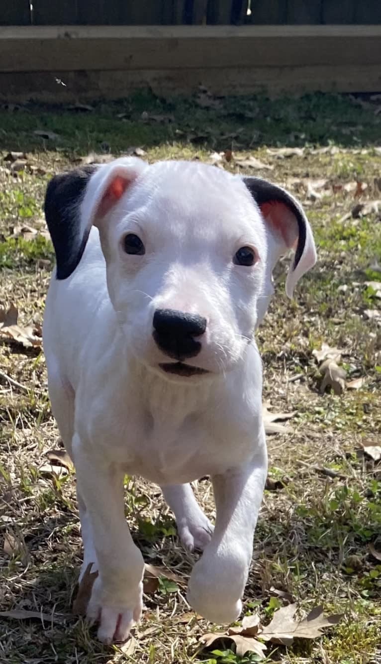 Tao-Tao, a Dogo Argentino tested with EmbarkVet.com