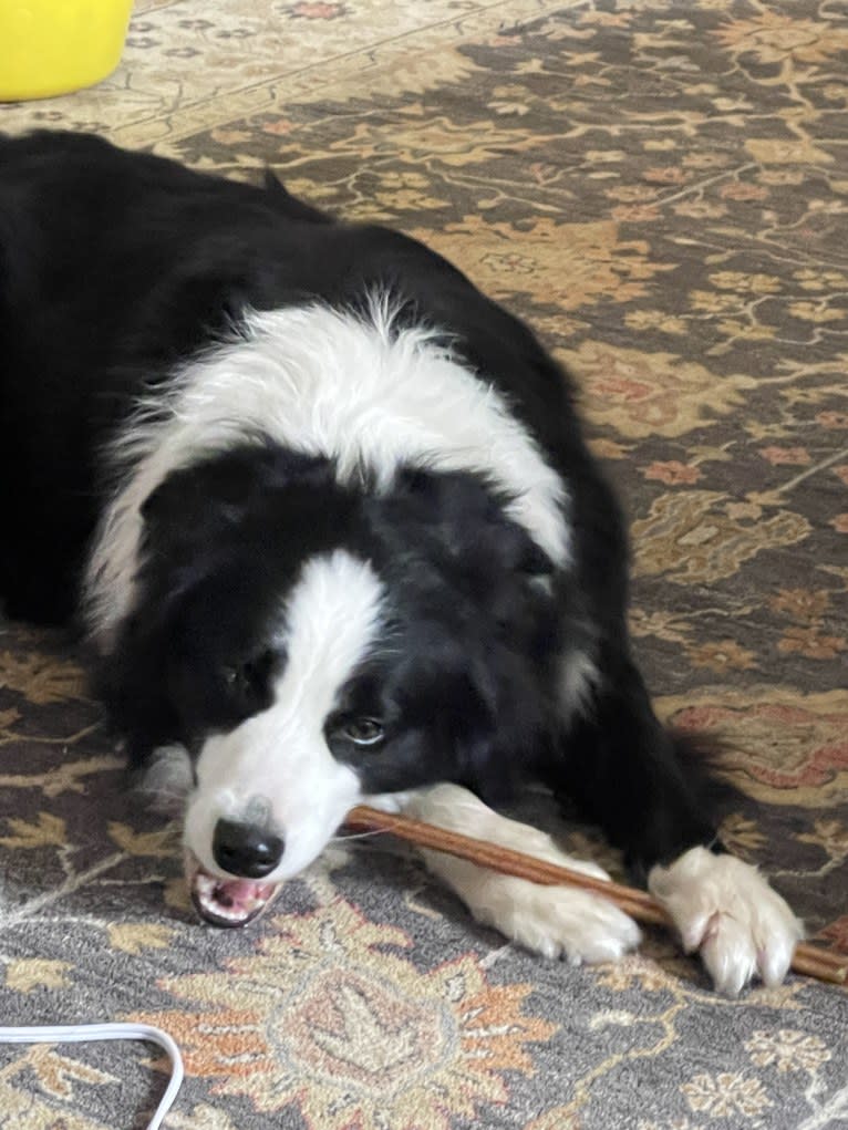 Angel, a Border Collie tested with EmbarkVet.com