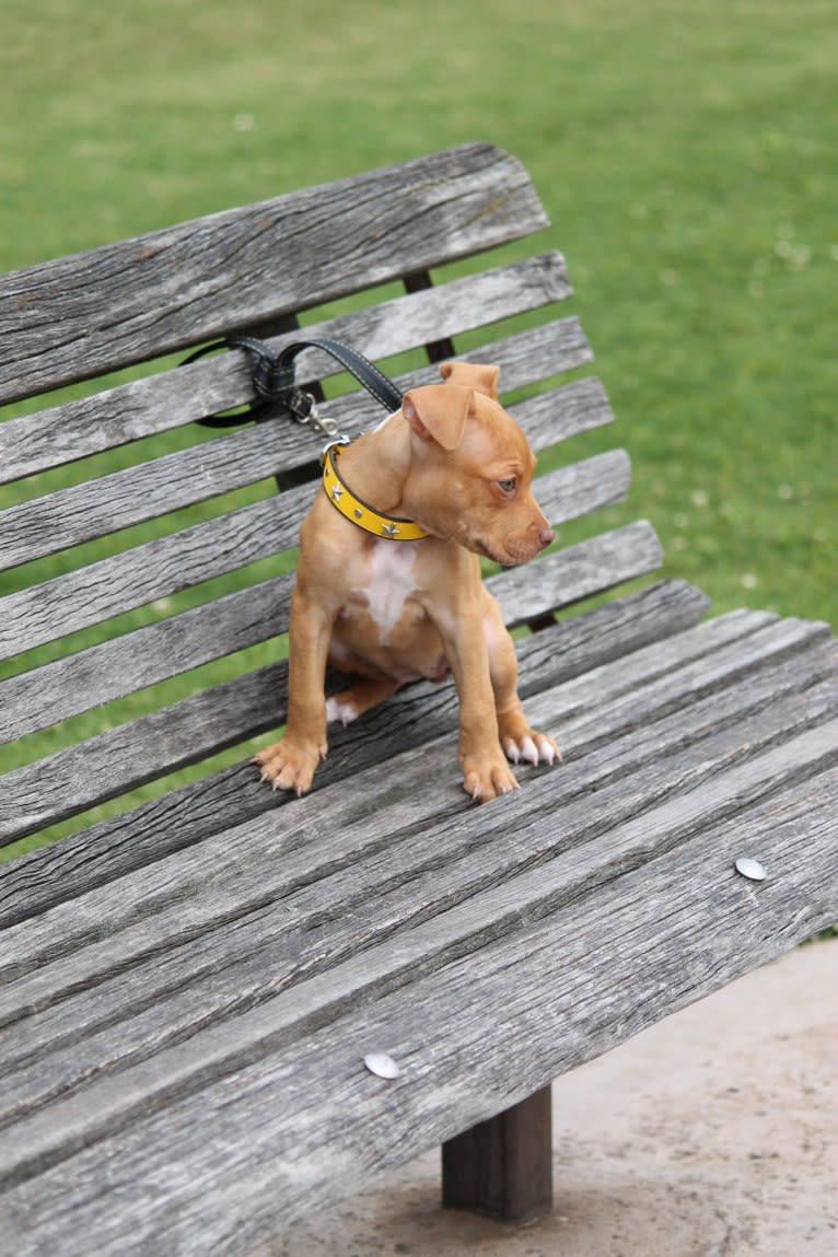 Revy, an American Pit Bull Terrier tested with EmbarkVet.com