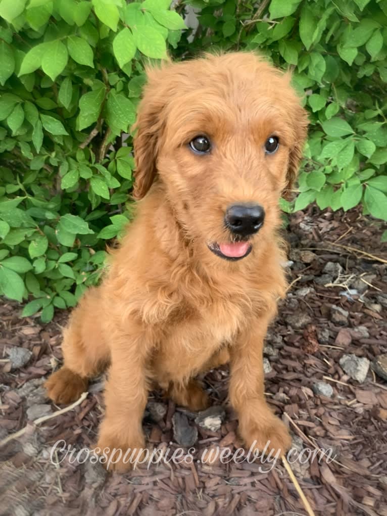 Gray Collar, a Goldendoodle tested with EmbarkVet.com