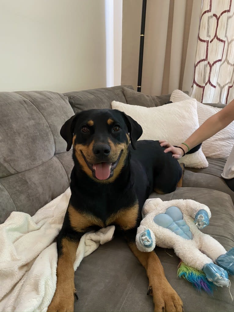 Lucy, a Rottweiler and Labrador Retriever mix tested with EmbarkVet.com