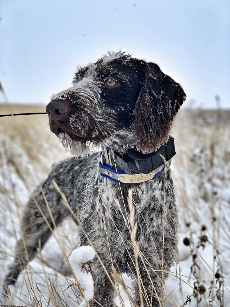 Kimber, a German Wirehaired Pointer tested with EmbarkVet.com