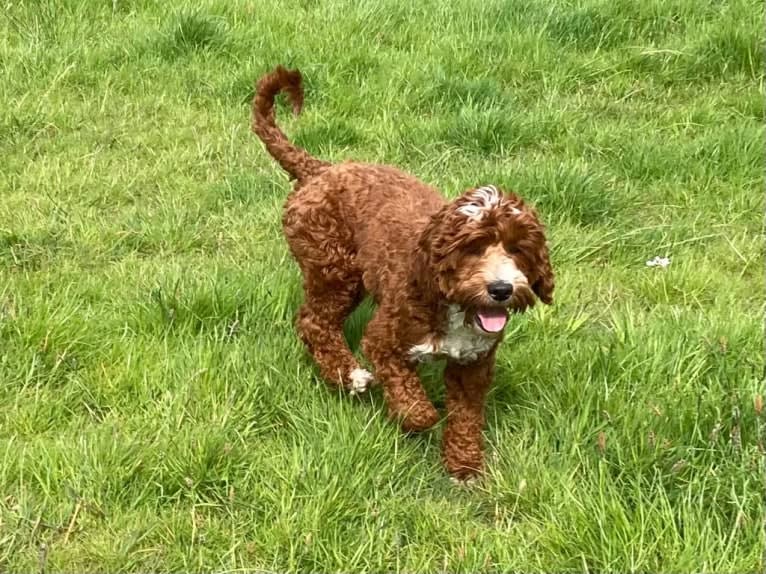 Lakewood Bordeaux, a Poodle (Small) and Poodle (Standard) mix tested with EmbarkVet.com