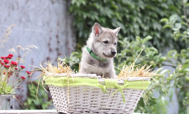 Tyr, a Saarloos Wolfdog tested with EmbarkVet.com