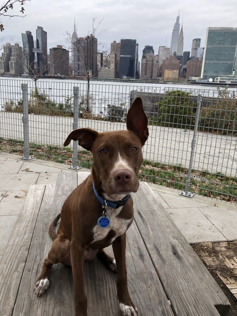 Maddie, an American Pit Bull Terrier and Chow Chow mix tested with EmbarkVet.com