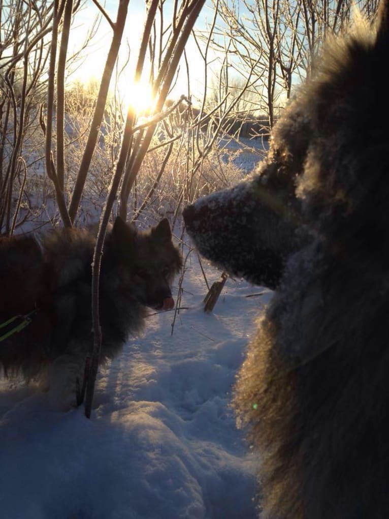 Cubby, a Keeshond tested with EmbarkVet.com