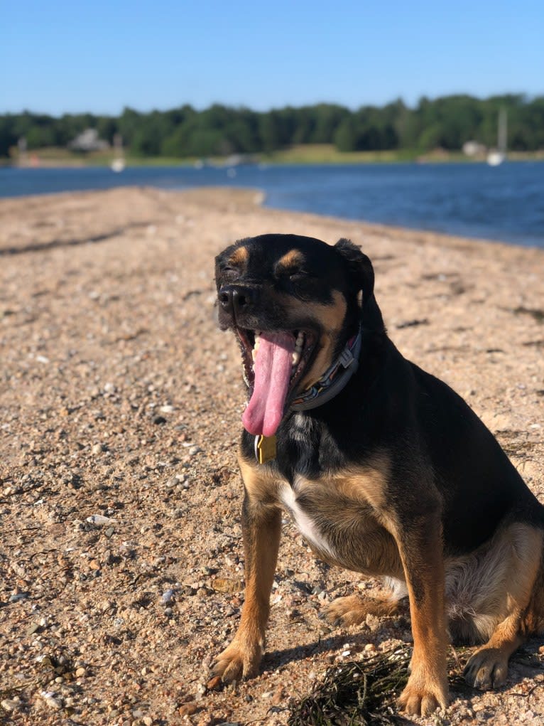 Cody, a Rat Terrier and Cocker Spaniel mix tested with EmbarkVet.com