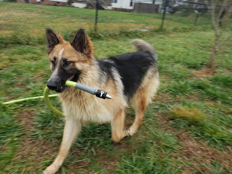shamrock's brody, a German Shepherd Dog tested with EmbarkVet.com