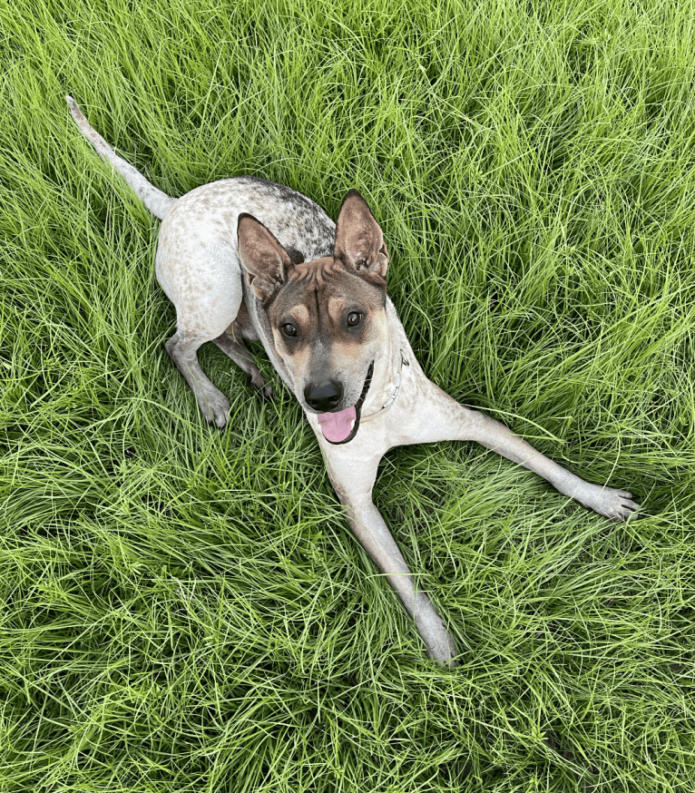 Miso, a Hong Kong Village Dog tested with EmbarkVet.com