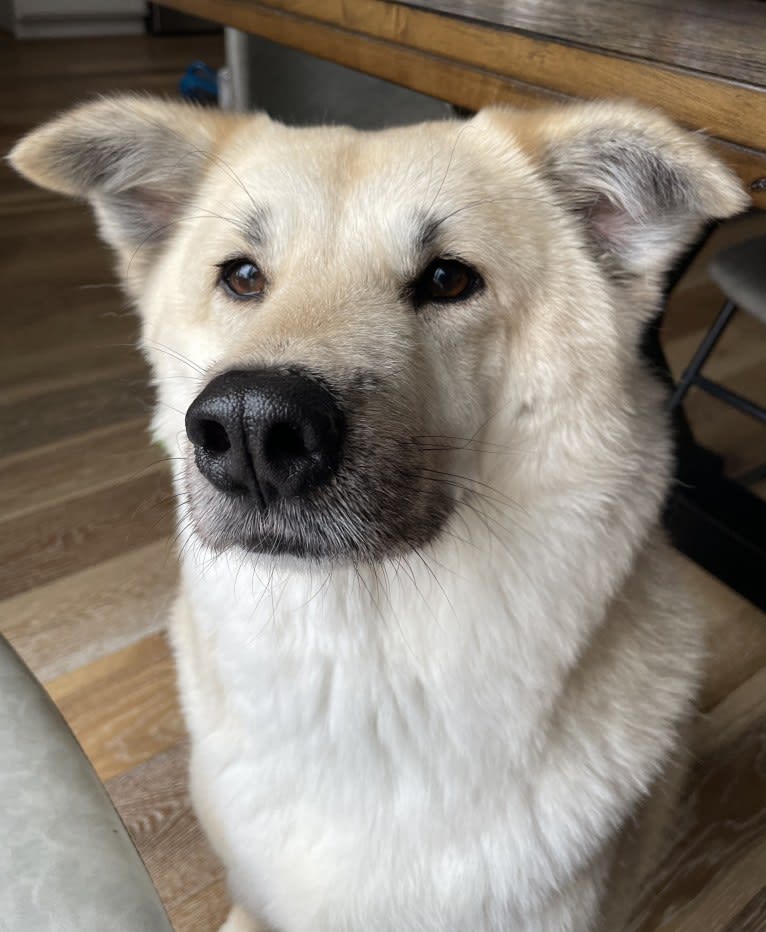 Sunny, a Japanese or Korean Village Dog tested with EmbarkVet.com