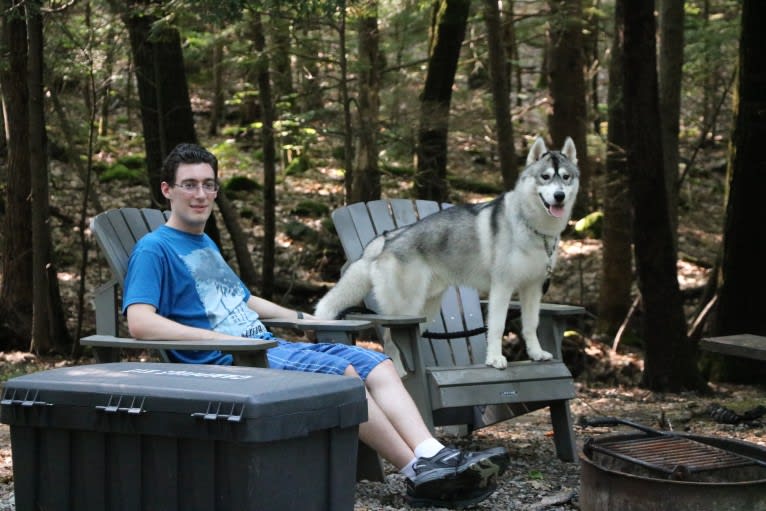 Timber, a Siberian Husky tested with EmbarkVet.com