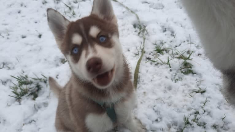 Jaina, a Pomsky tested with EmbarkVet.com