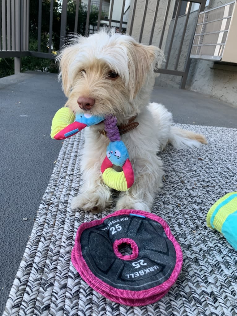 Murphy, a West Highland White Terrier and Shih Tzu mix tested with EmbarkVet.com