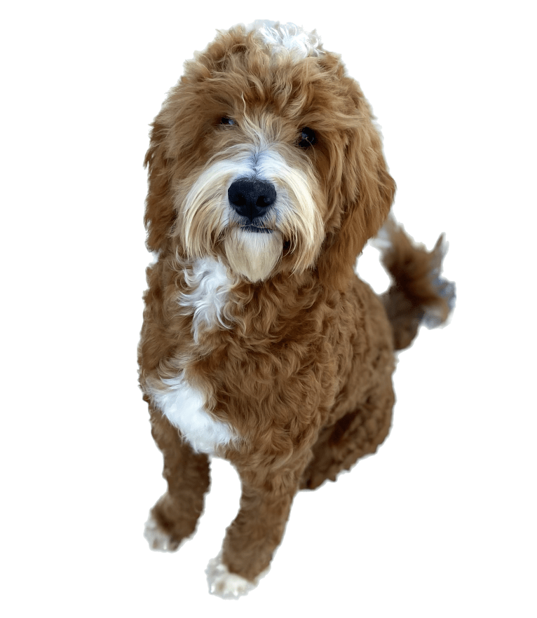 Graham, a Goldendoodle tested with EmbarkVet.com