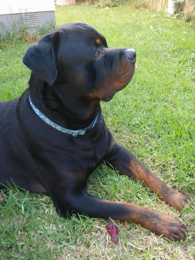 Marlo, a Rottweiler tested with EmbarkVet.com