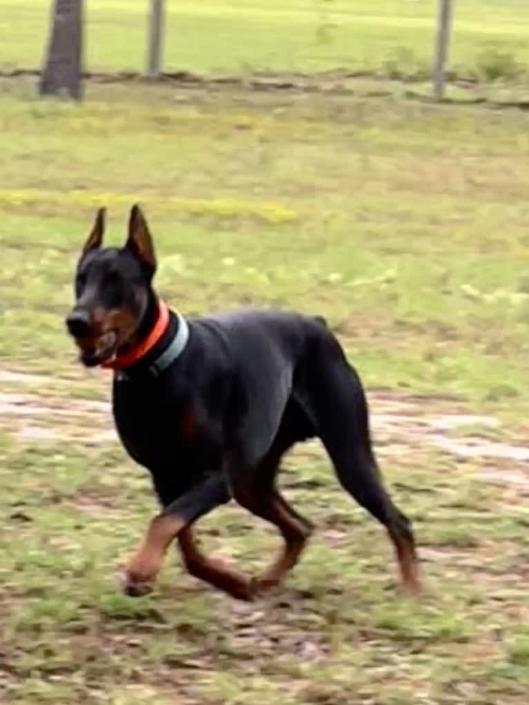 Citali Agir Di Liguori, a Doberman Pinscher tested with EmbarkVet.com