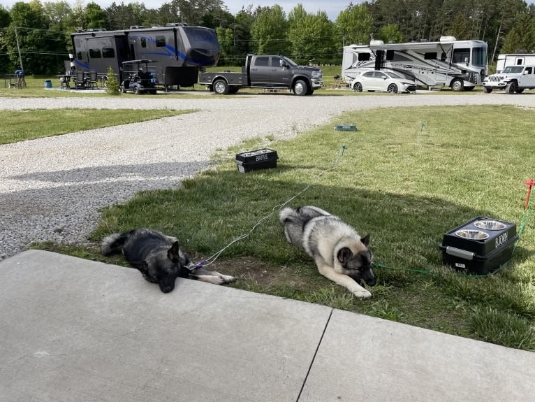 Brutus, a Norwegian Elkhound tested with EmbarkVet.com
