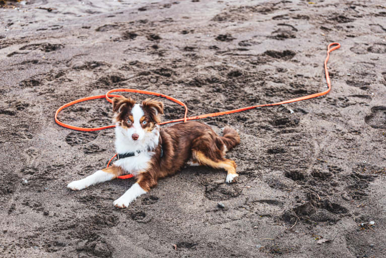 Ludo, an Australian Shepherd tested with EmbarkVet.com