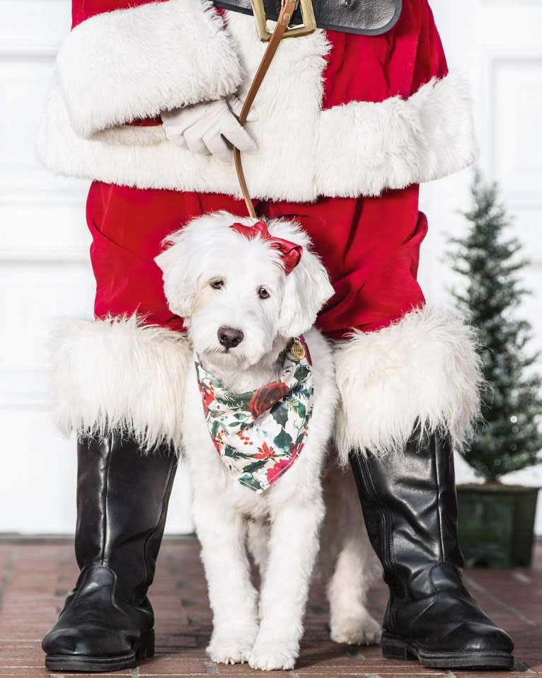 Penelope, a Poodle (Small) and Lhasa Apso mix tested with EmbarkVet.com