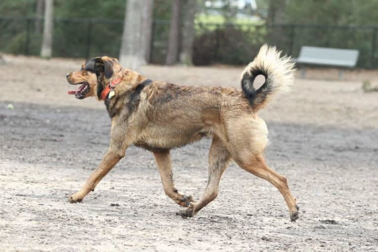 Cooper, a Great Pyrenees and Rottweiler mix tested with EmbarkVet.com