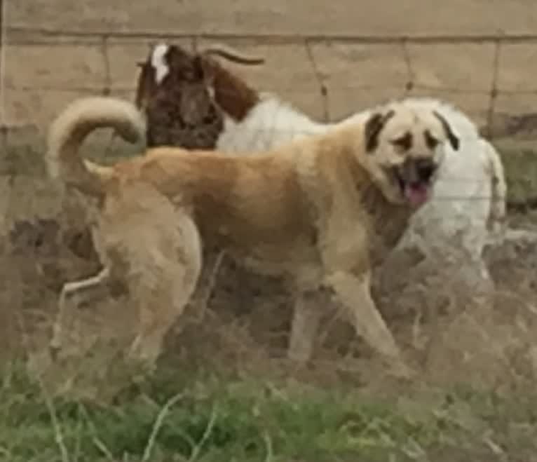 Pasha, an Anatolian Shepherd Dog tested with EmbarkVet.com