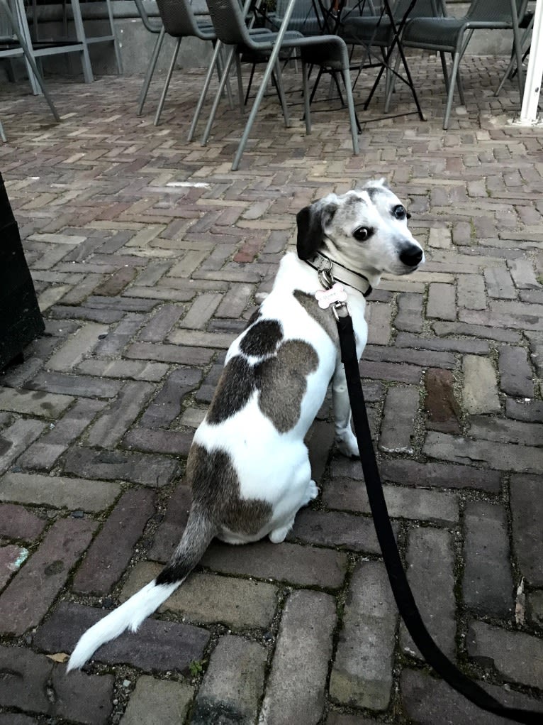 Patti, an Eastern European Village Dog tested with EmbarkVet.com