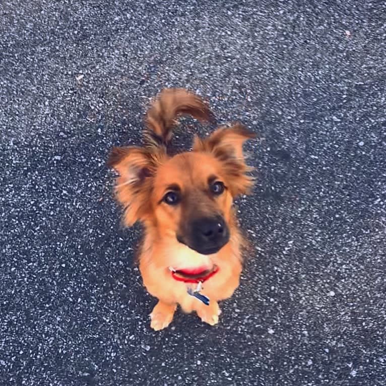 Finn, a Pomeranian and Russell-type Terrier mix tested with EmbarkVet.com