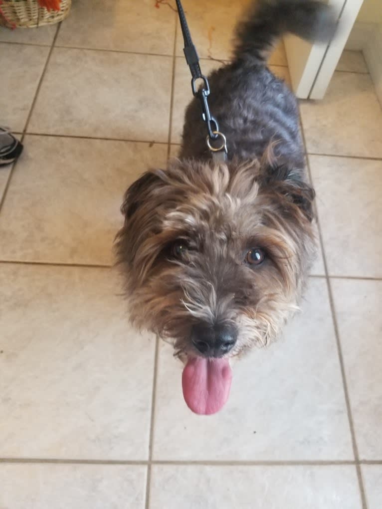 Sharky, a Bichon Frise and Scottish Terrier mix tested with EmbarkVet.com