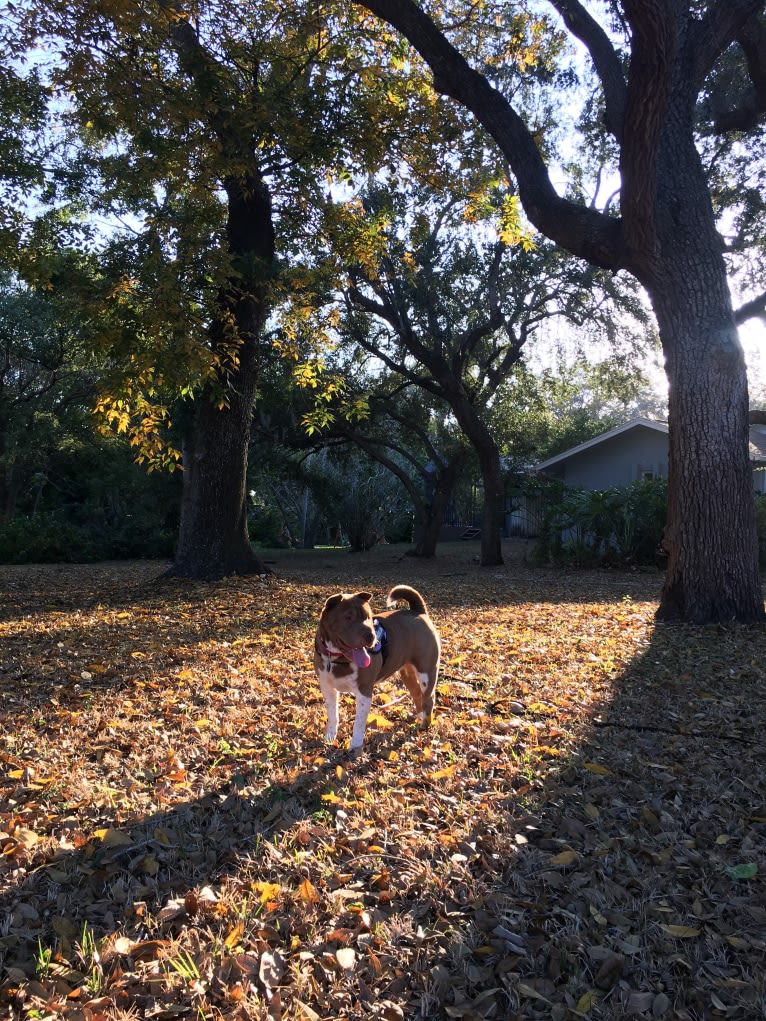 Lava, a Chinese Shar-Pei tested with EmbarkVet.com