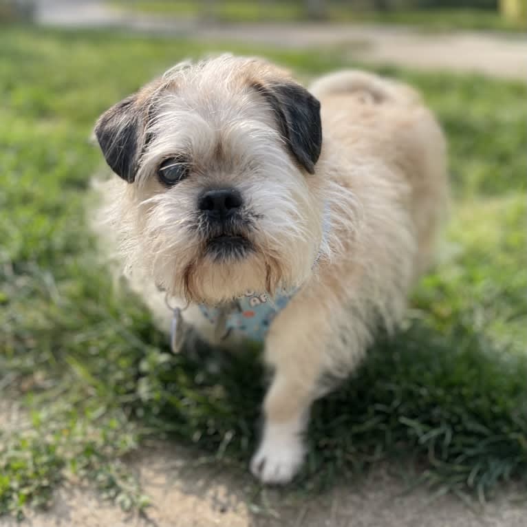 Winston, a Pugapoo tested with EmbarkVet.com