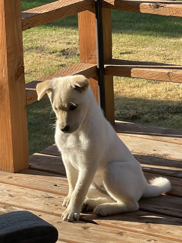 Nala, a Labrador Retriever and Chow Chow mix tested with EmbarkVet.com