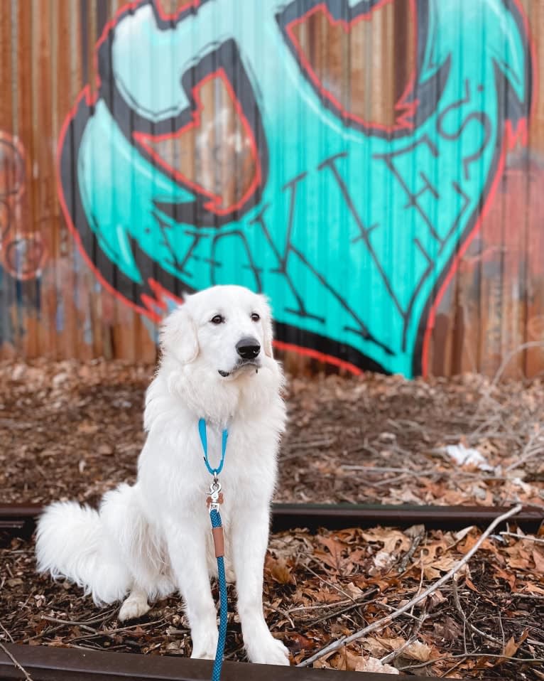 Finn, a Great Pyrenees and Beagle mix tested with EmbarkVet.com